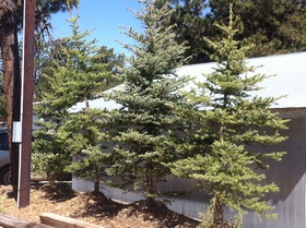 B&B spruce trees by Greenleaf Nurseries -- Black Forest CO
